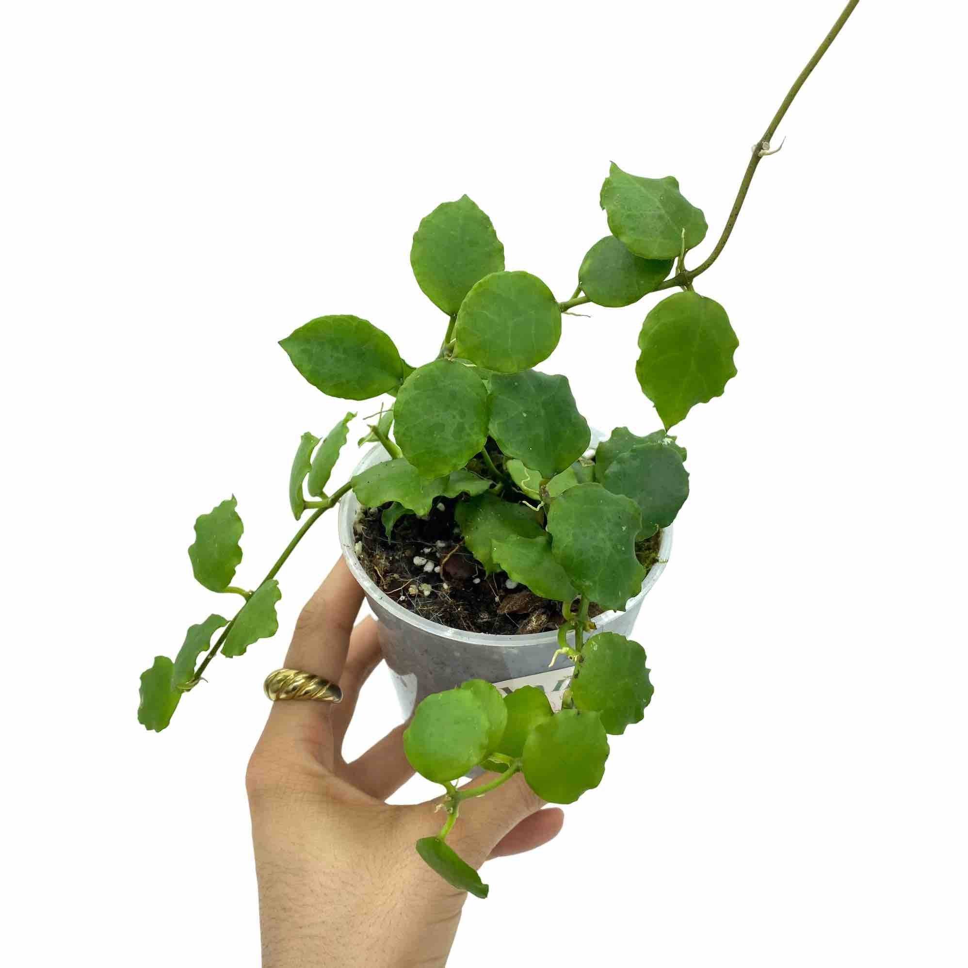 Hoya Endauensis - Pot de 9cm - Plantes d'intérieur - Image 1