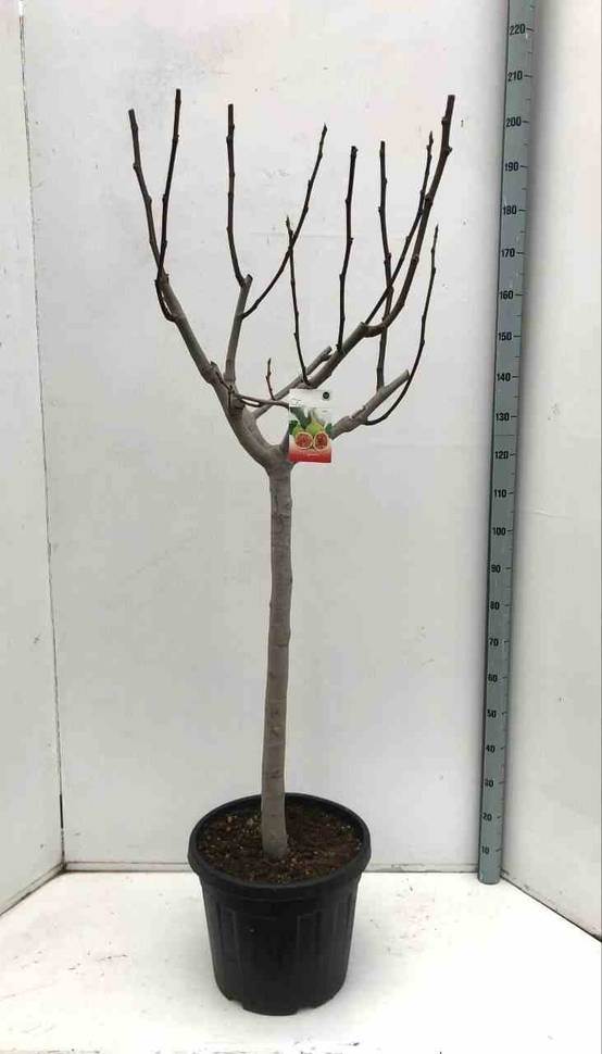 Sans Marque - Ficus carica (figuier) Couleur floraison:Blanc - Taille:Pot de 5 litres ? 80/100 cm - Image 1