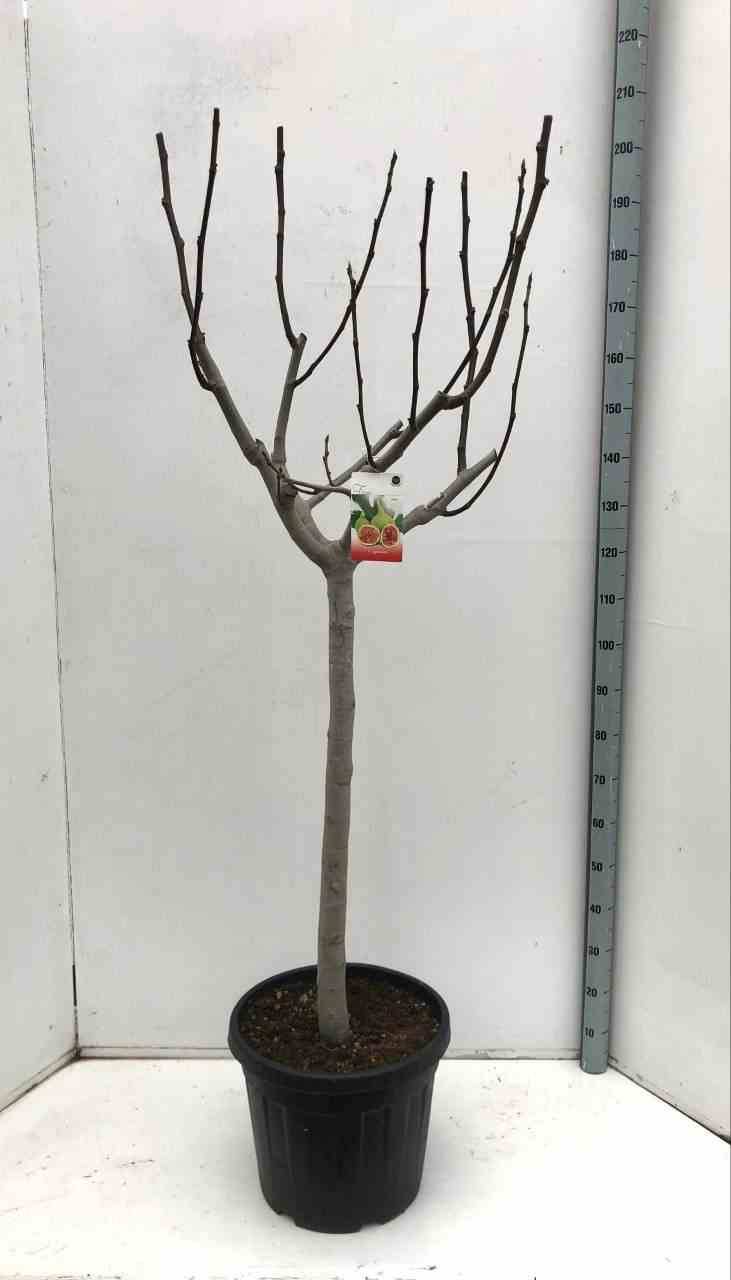 Sans Marque - Ficus carica (figuier) Couleur floraison:Blanc - Taille:Pot de 5 litres ? 80/100 cm - Image 1