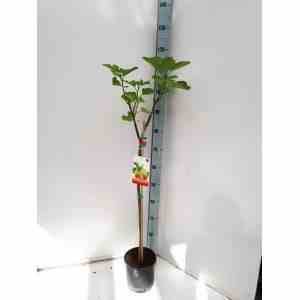 Sans Marque - Ficus carica (figuier) Couleur floraison:Blanc - Taille:Pot de 5 litres ? 80/100 cm - Image 2