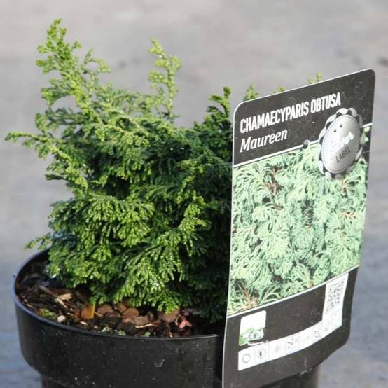 Cyprès hinoki du Japon - Chamaecyparis obtusa Maureen Pot de 4L/5L - Image 1
