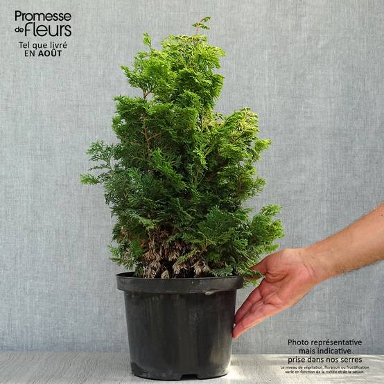 Cyprès hinoki du Japon - Chamaecyparis obtusa Maureen Pot de 4L/5L - Image 2