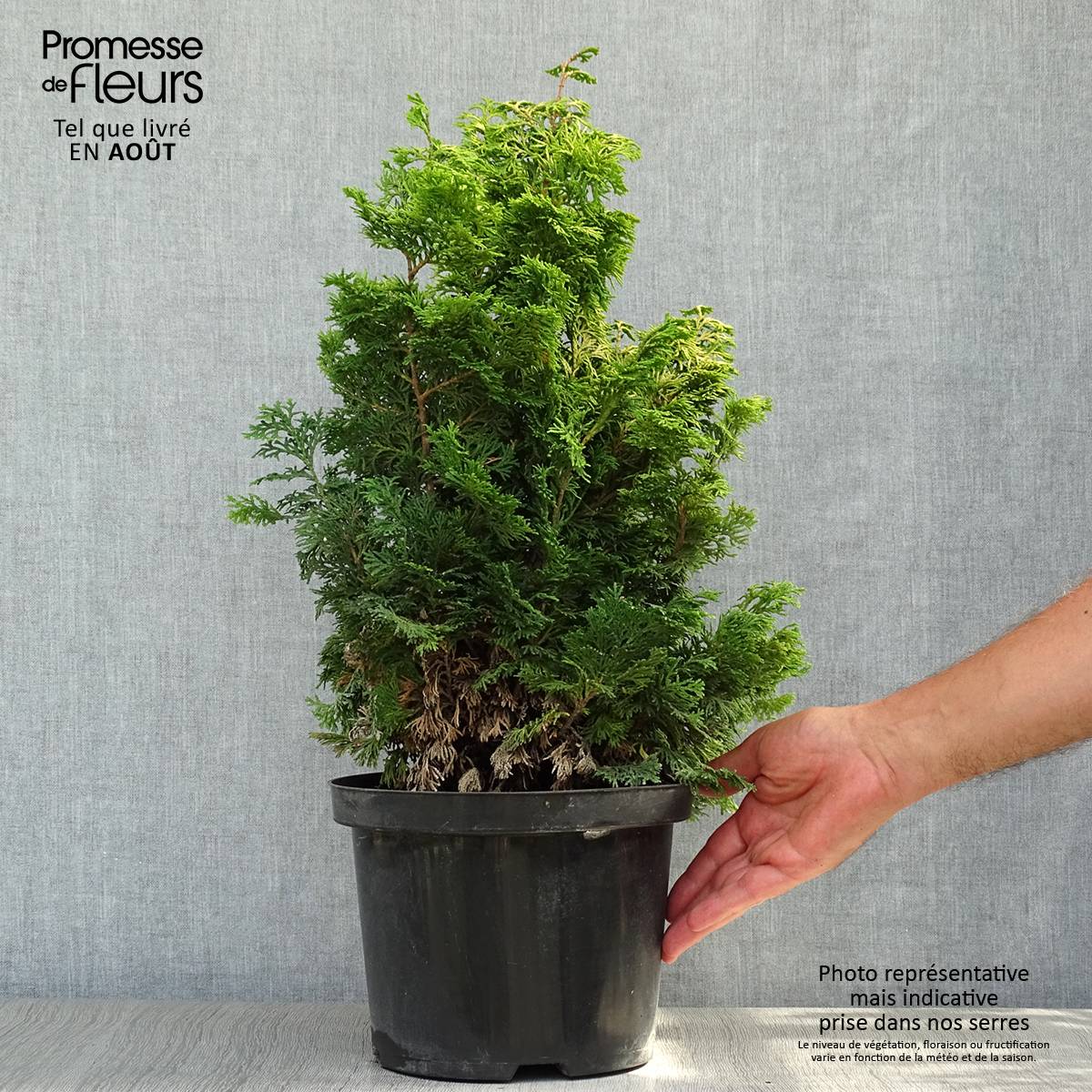 Cyprès hinoki du Japon - Chamaecyparis obtusa Maureen Pot de 4L/5L - Image 2