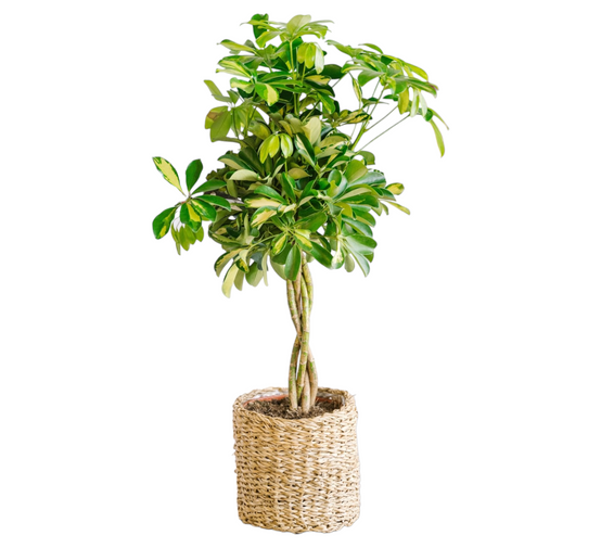 La Green Touch - Schefflera Gold Capella 80cm - Plante d'intérieur- La Green Touch - Image 1