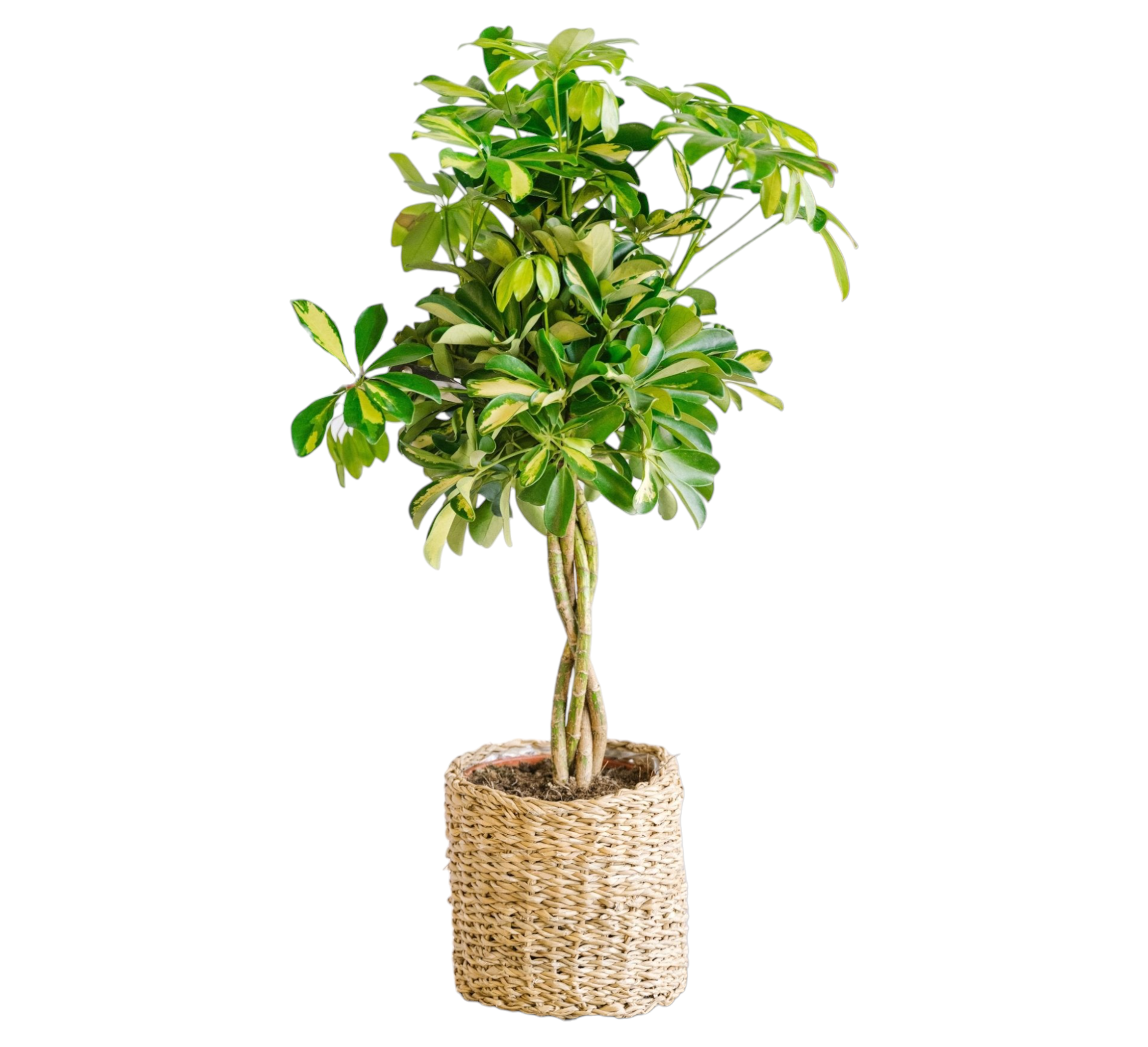 La Green Touch - Schefflera Gold Capella 80cm - Plante d'intérieur- La Green Touch - Image 1