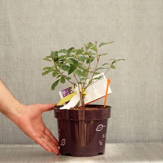 Promesse de Fleurs - Exochorda Lotus Moon - Exochorde hybride - Arbre aux perles Pot de 3L/4L - Image 2