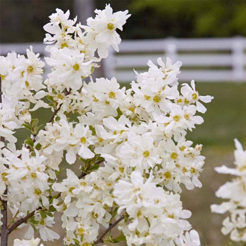 Promesse de Fleurs - Exochorda Lotus Moon - Exochorde hybride - Arbre aux perles Pot de 3L/4L