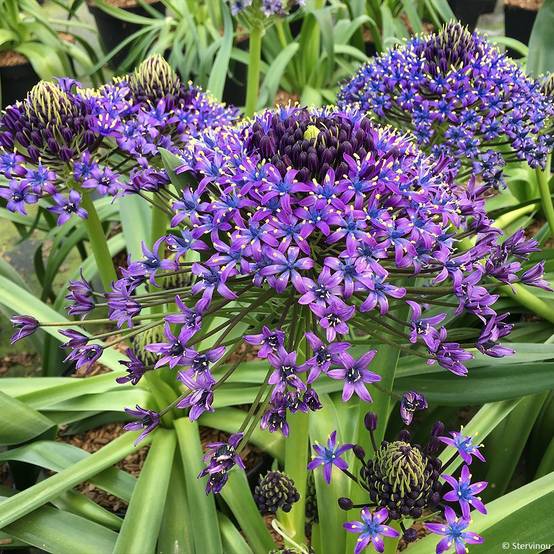 Scille du Pérou - Scilla peruviana Pot de 2L/3L
