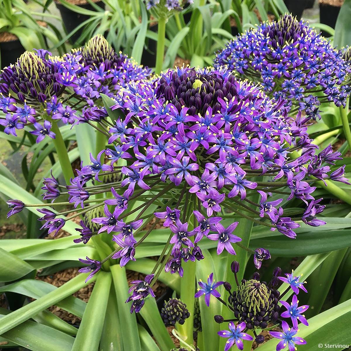 Scille du Pérou - Scilla peruviana Pot de 2L/3L