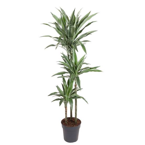 Dracaena Warneckei - D27 H100cm