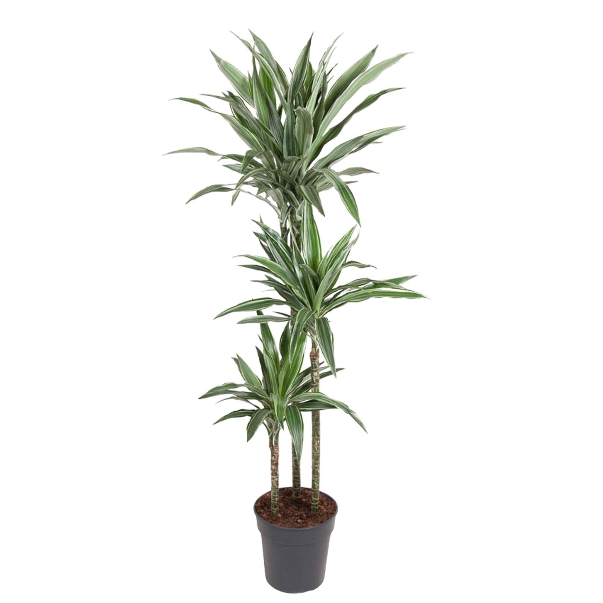 Dracaena Warneckei - D27 H100cm
