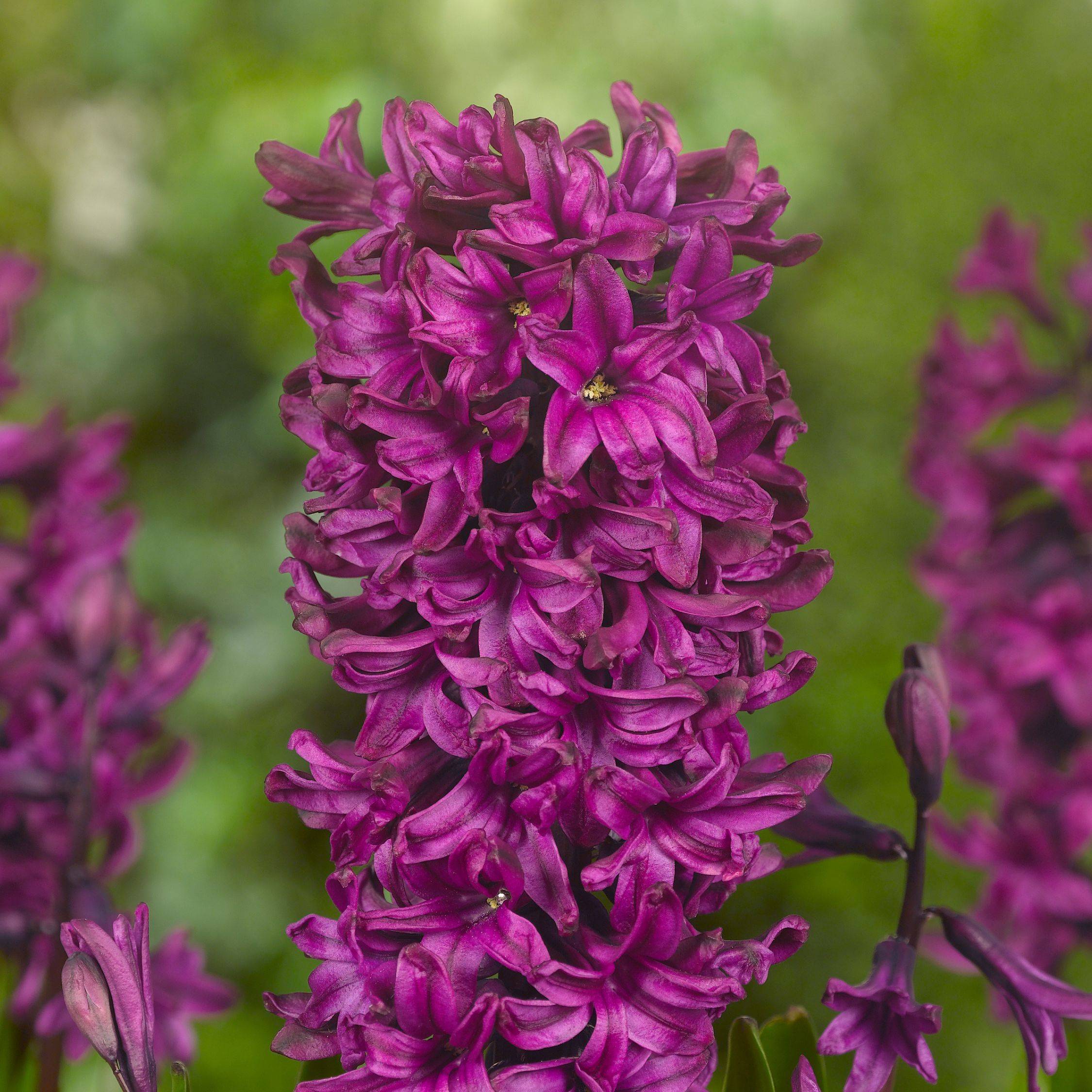 Plant In A Box - Jacinthe - Set de 20 - Hyacinthus - Bulbes à fleurs - Image 4