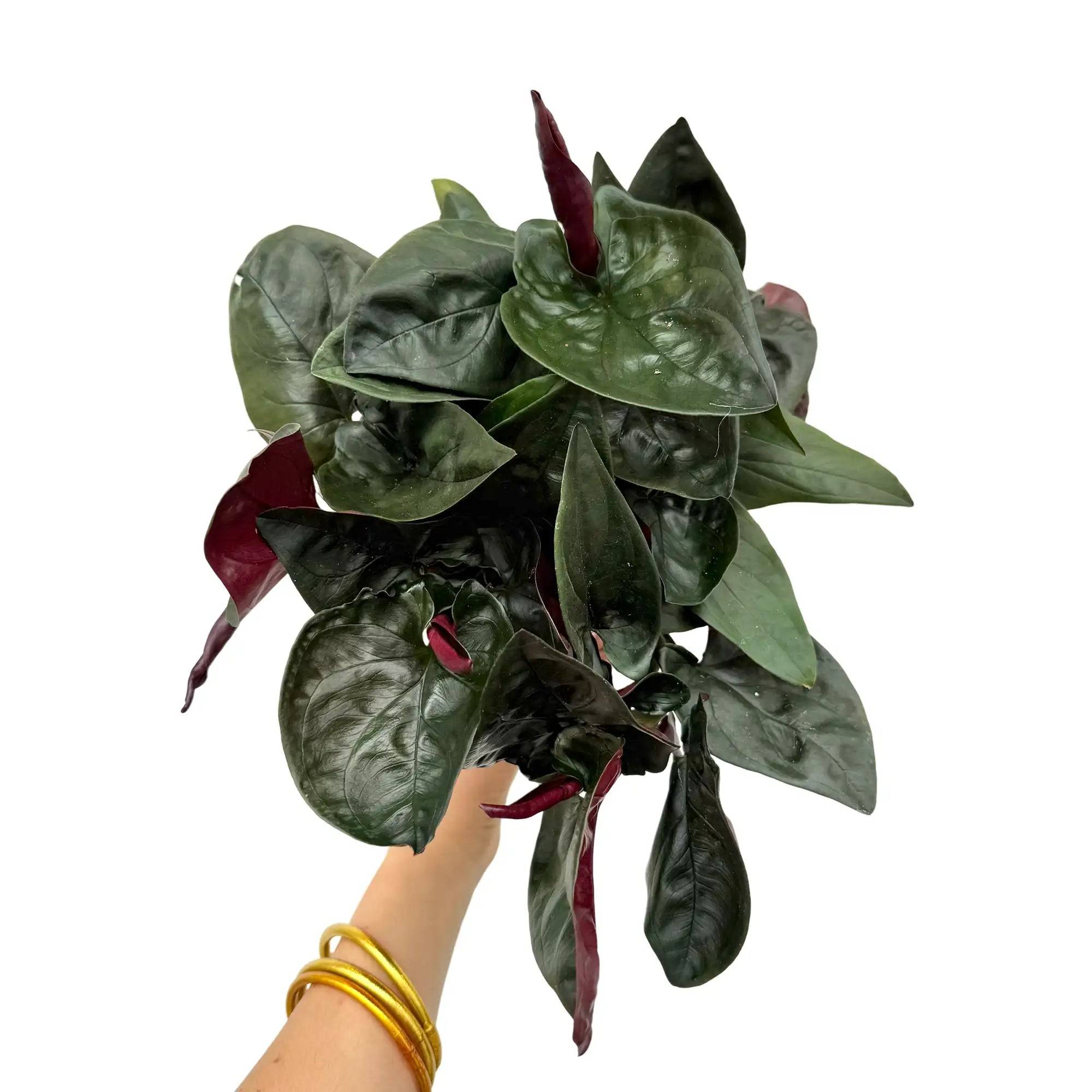 Syngonium red arrow - Pot de 6cm - Plantes d'intérieur - Image 1