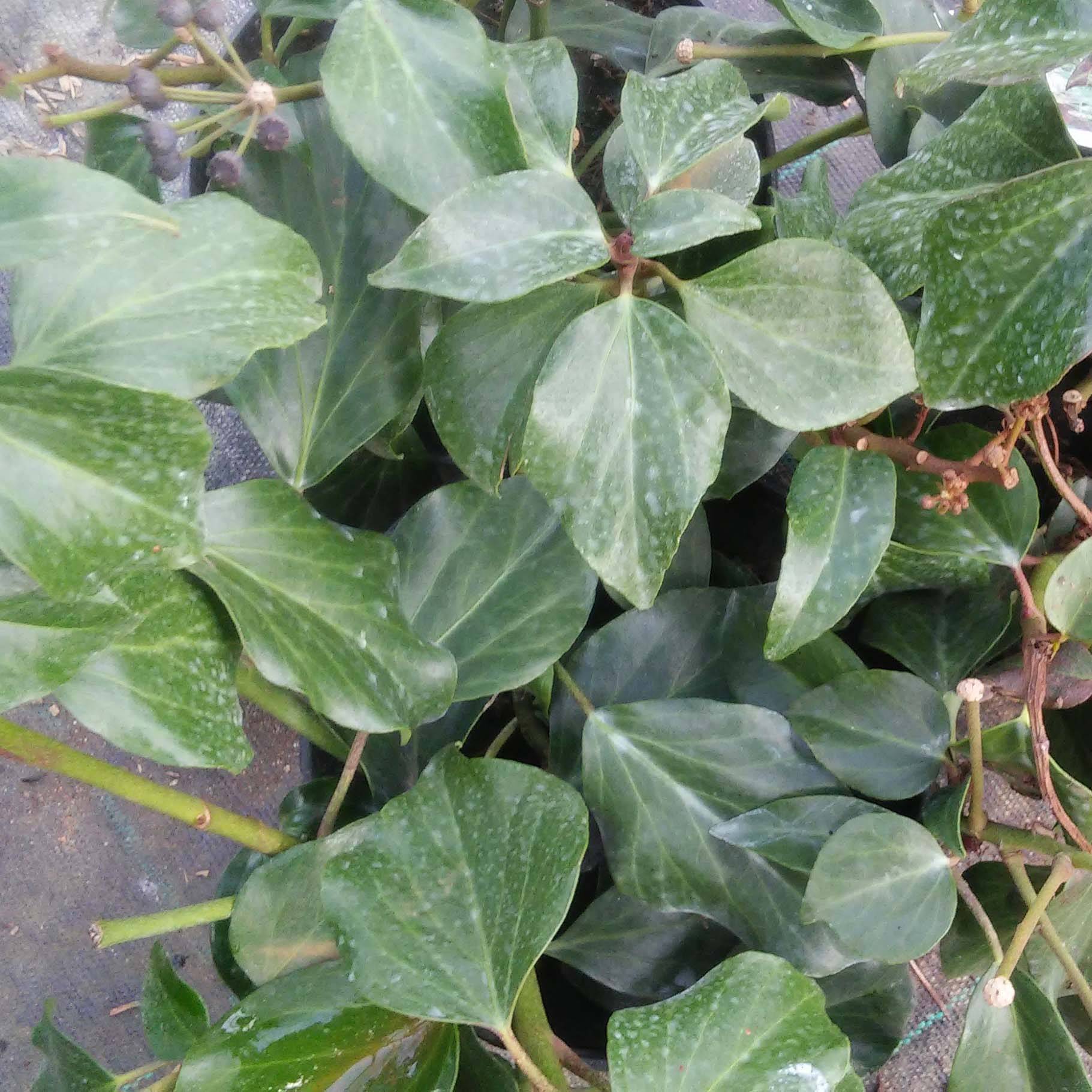 Promesse de Fleurs - Lierre de Colchide - Hedera colchica Arborescens (Fall Favorite) Pot de 2L/3L