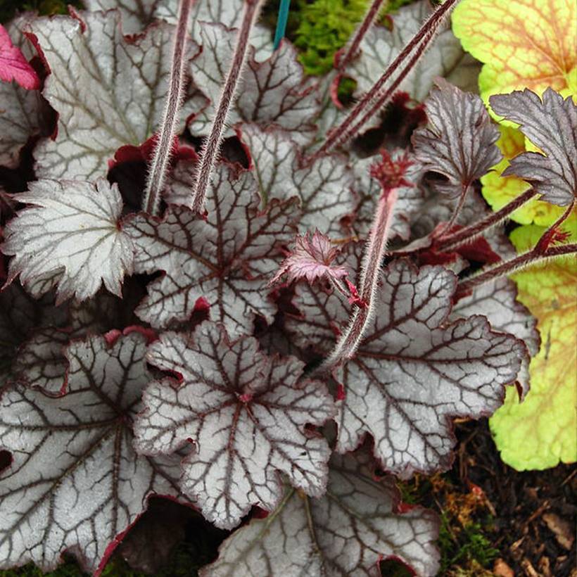 Promesse de Fleurs - Heuchère - Heuchera Spellbound Godet de 8/9 cm