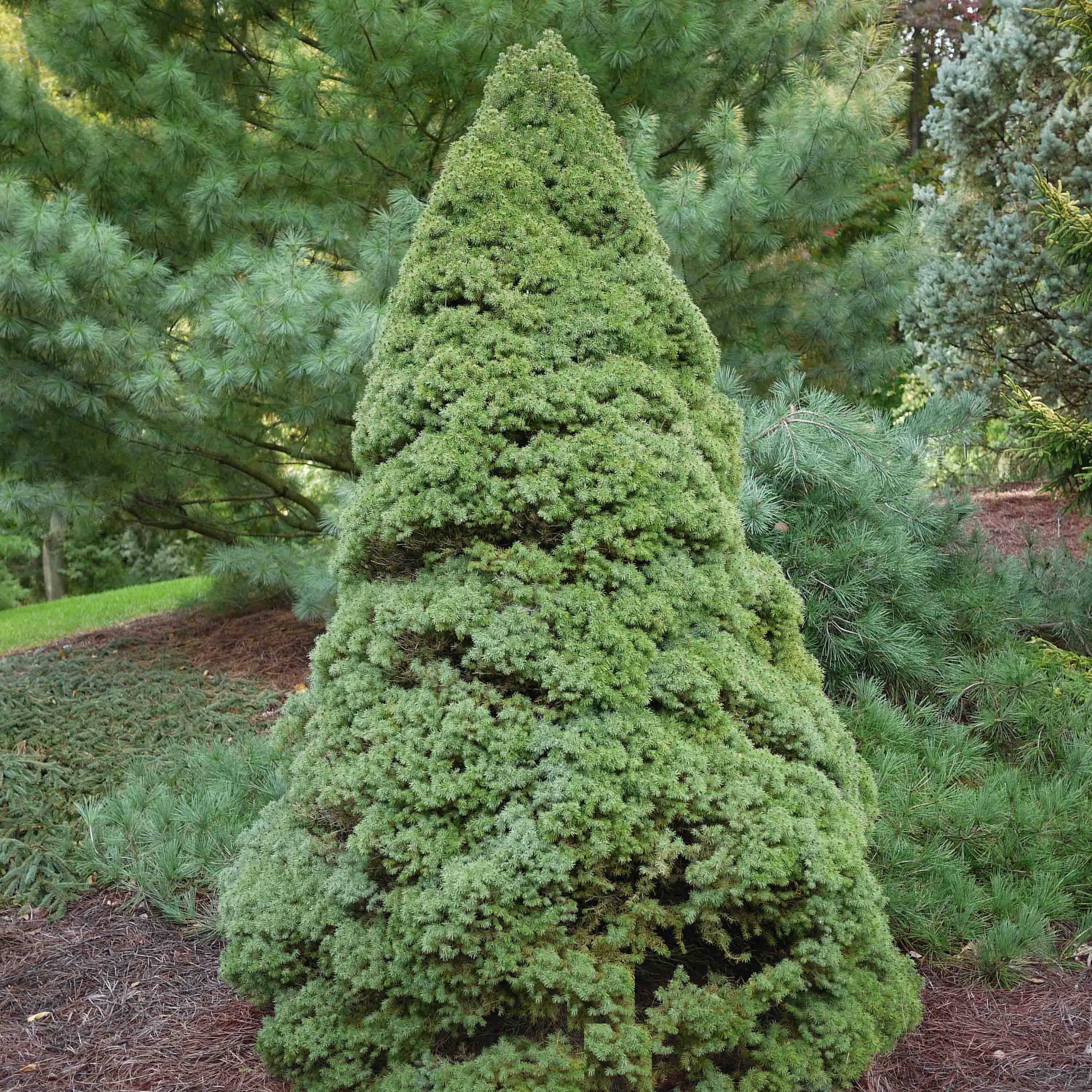 Epinette blanche - Picea glauca Rainbow's End          Pot de 2L/3L - Image 1