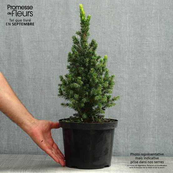 Epinette blanche - Picea glauca Rainbow's End Pot de 2L/3L - Image 2