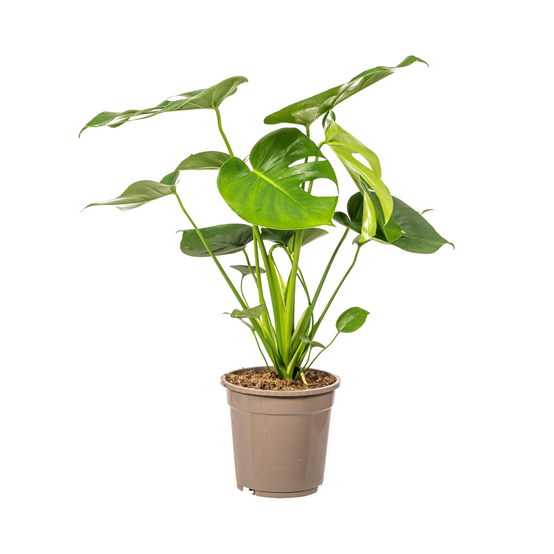 Monstera Deliciosa Tauerii - D19 H70cm - Image 1