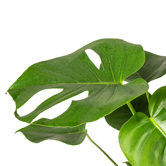 Monstera Deliciosa Tauerii - D19 H70cm - Image 5
