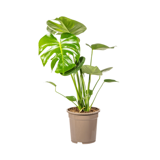 Monstera Deliciosa Tauerii - D19 H70cm - Image 2
