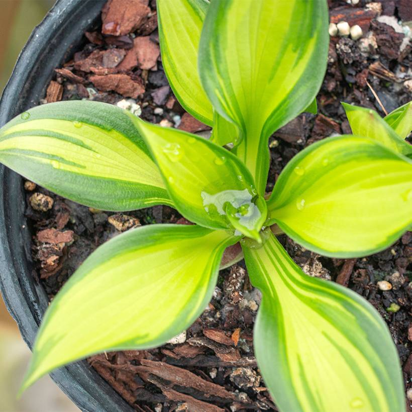 Promesse de Fleurs - Hosta Ayesha Pot de 1,5L/2L