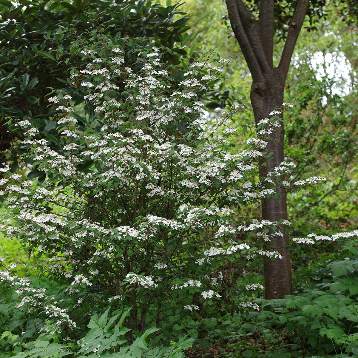 Viorne de Chine - Viburnum plicatum Kilimanjaro Sunrise Pot de 2L/3L - Image 1