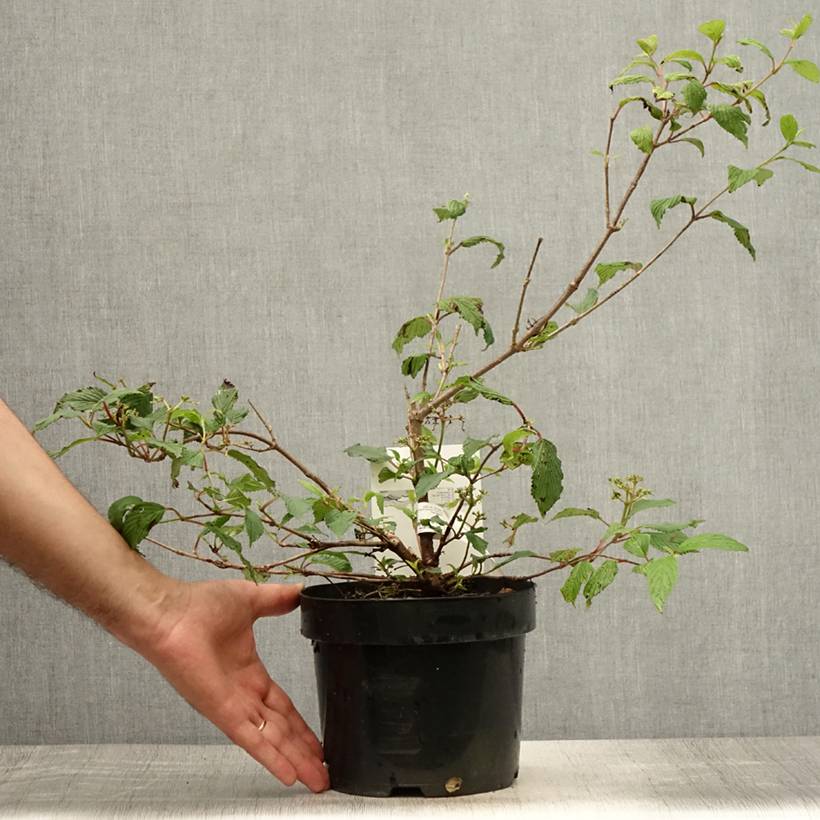 Viorne de Chine - Viburnum plicatum Kilimanjaro Sunrise Pot de 2L/3L - Image 2