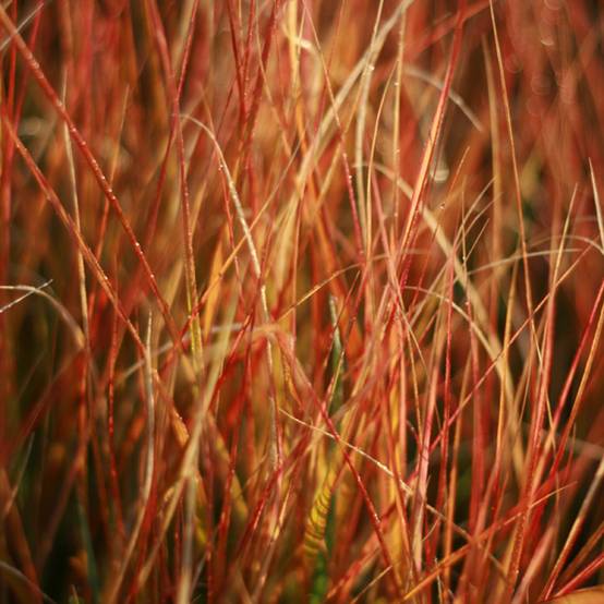Stipa arundinacea - Anemanthele lessoniana Godet de 8/9 cm