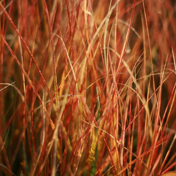 Stipa arundinacea - Anemanthele lessoniana Godet de 8/9 cm
