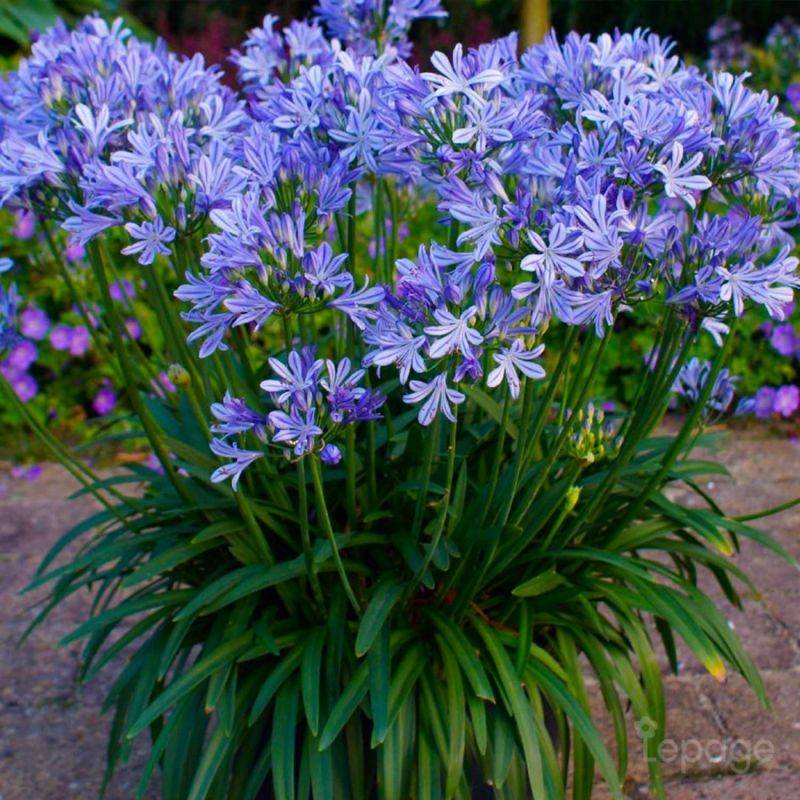 3 Agapanthes 'Charlotte' (Agapanthus 'Charlotte') - Lot de 3 vivaces - Pépinières Naudet - Image 1