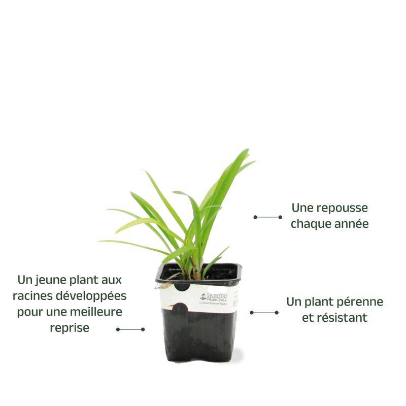 3 Agapanthes 'Charlotte' (Agapanthus 'Charlotte') - Lot de 3 vivaces - Pépinières Naudet - Image 3