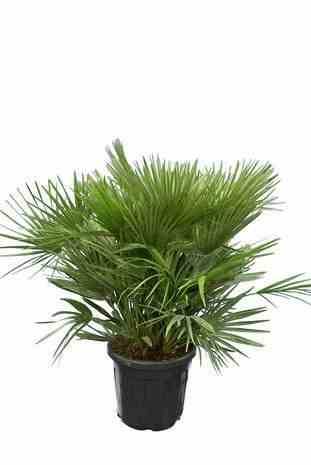 0 - Chamaerops humilis var. volcano (vulcan Palmier doum) Pot de 40 litres -100/120 cm
