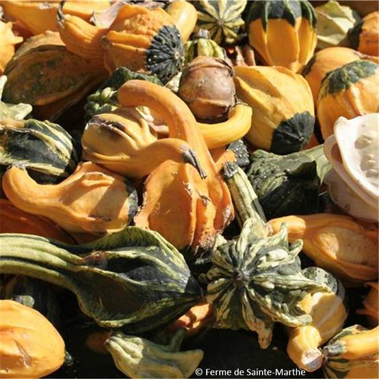 Coloquintes Indian Mix Bio - Ferme de Sainte Marthe le sachet de 15 graines environ (0.0000g)