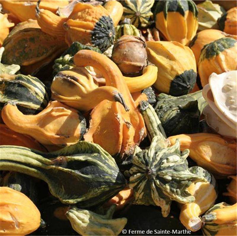 Coloquintes Indian Mix Bio - Ferme de Sainte Marthe le sachet de 15 graines environ (0.0000g)