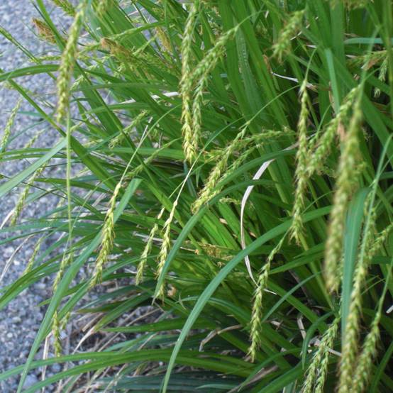 Promesse de Fleurs - Carex sylvatica - Laîche des bois Pot de 1L/1,5L
