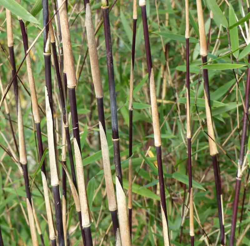 Sans Marque - Fargesia sp Jiuzhaigou Deep Purple (Bambou non traçant) Taille:Pot 5 Litres - 80/100cm - 6/10 cannes