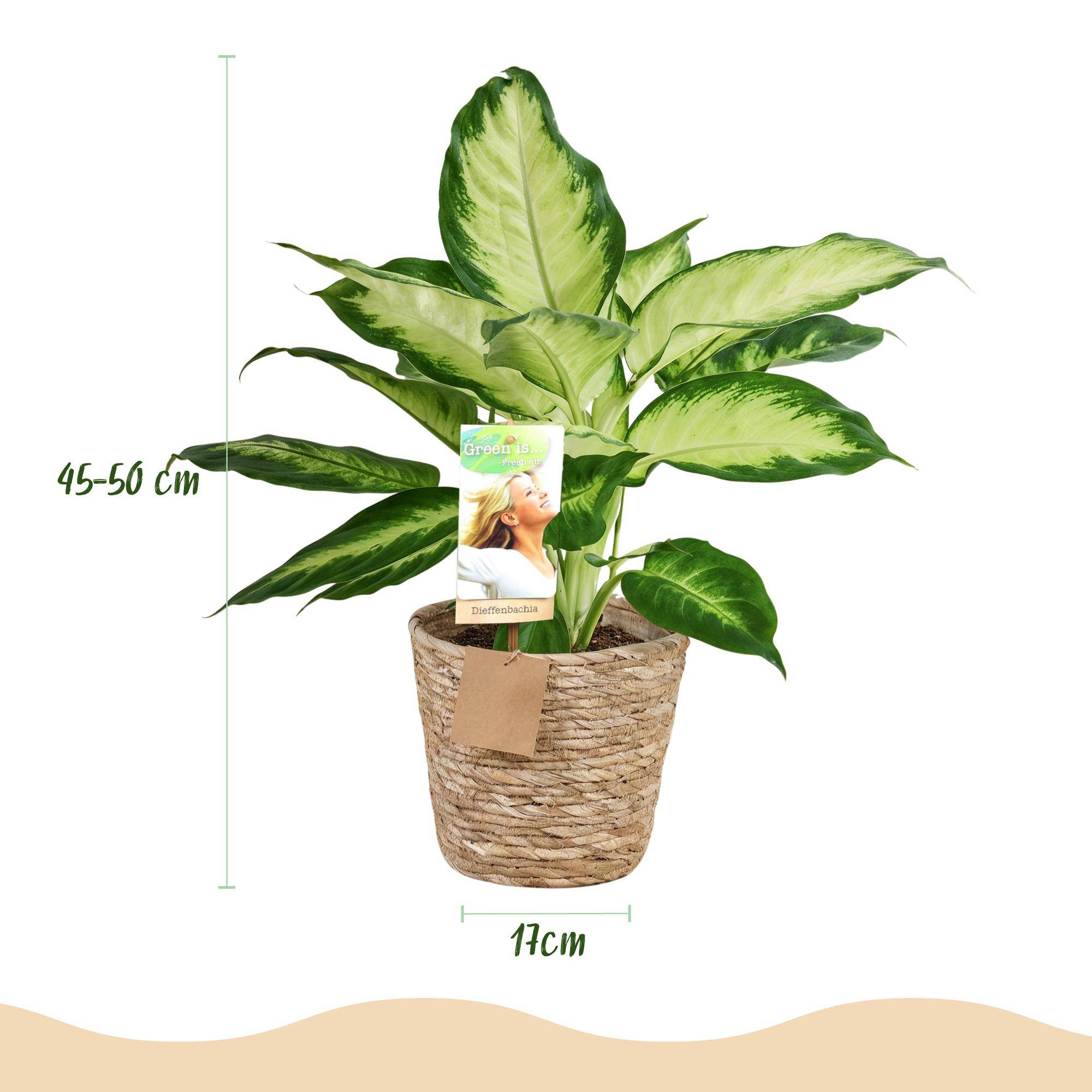 Diefenbachia Camilla - Dieffenbachia - Pot de 17cm - Hauteur 45-50cm - Panier - Plantes d'intérieur - Image 3