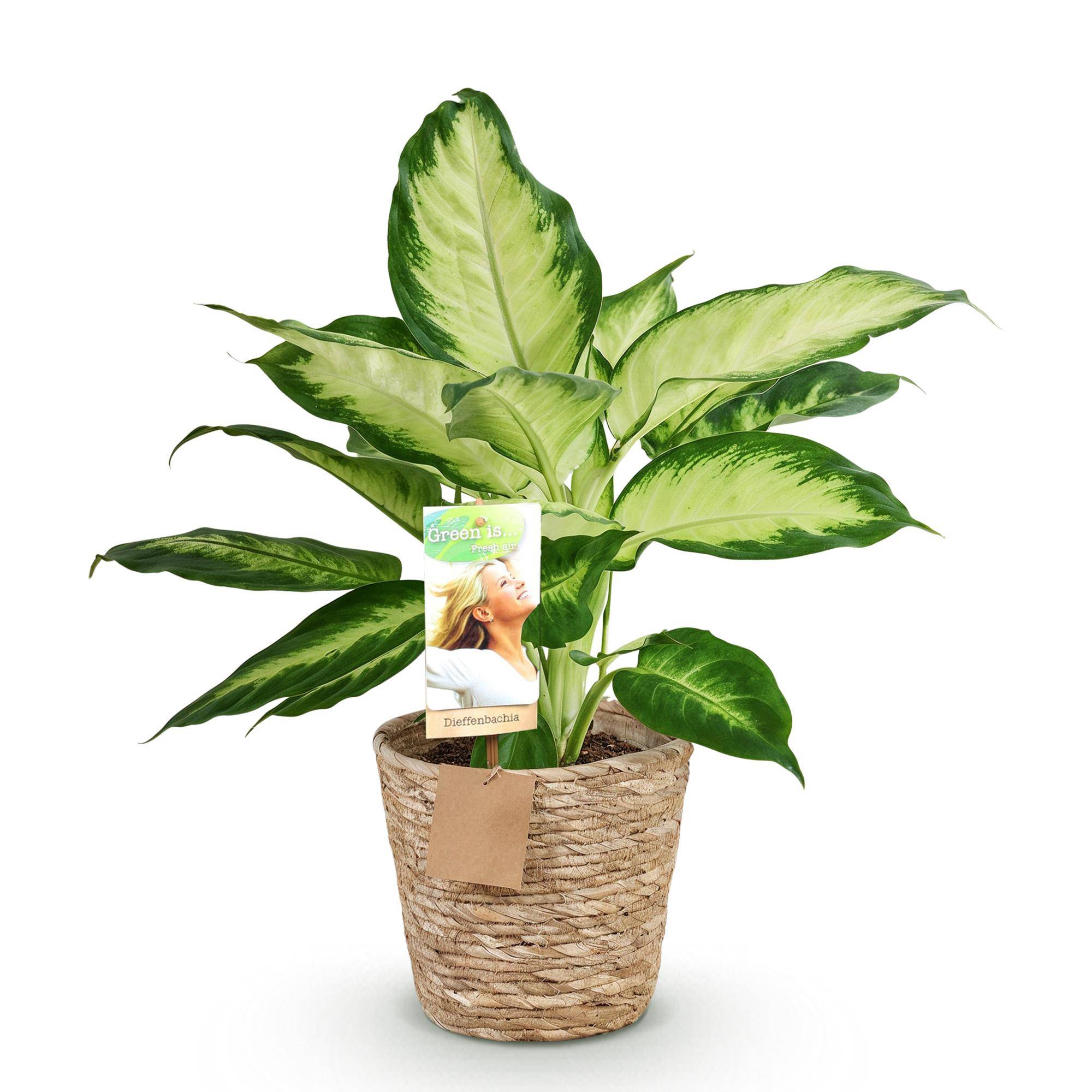 Diefenbachia Camilla - Dieffenbachia - Pot de 17cm - Hauteur 45-50cm - Panier - Plantes d'intérieur - Image 2