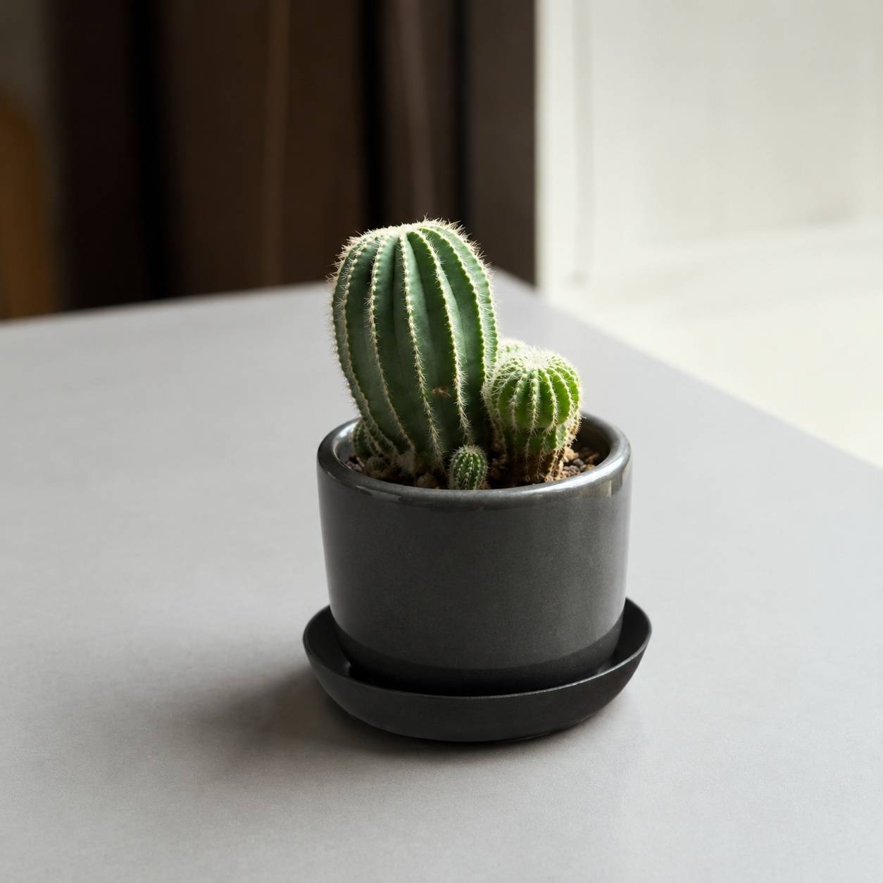 Lot de 30 Soucoupes Rondes pour Plantes en Plastique - Image 9