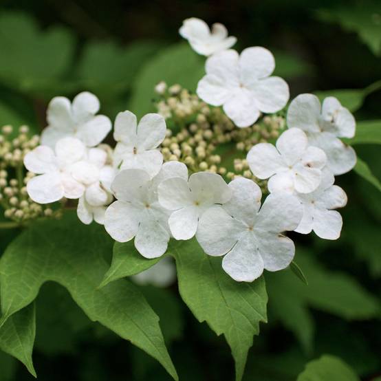 Promesse de Fleurs - Viorne obier - Viburnum opulus Pot de 2L/3L - Image 1