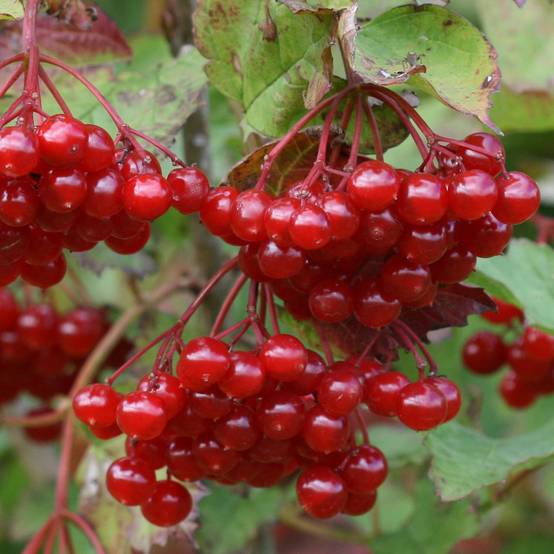 Promesse de Fleurs - Viorne obier - Viburnum opulus Pot de 2L/3L - Image 2