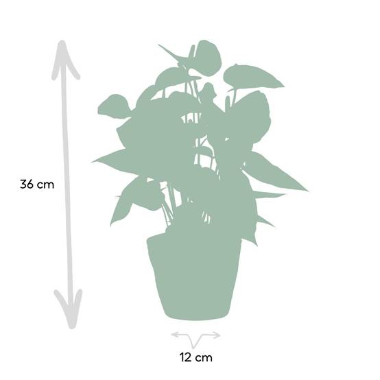 Anthurium andreanum Prince of Orange et son pot- La Green Touch Panier - Hauteur 45cm - Image 4
