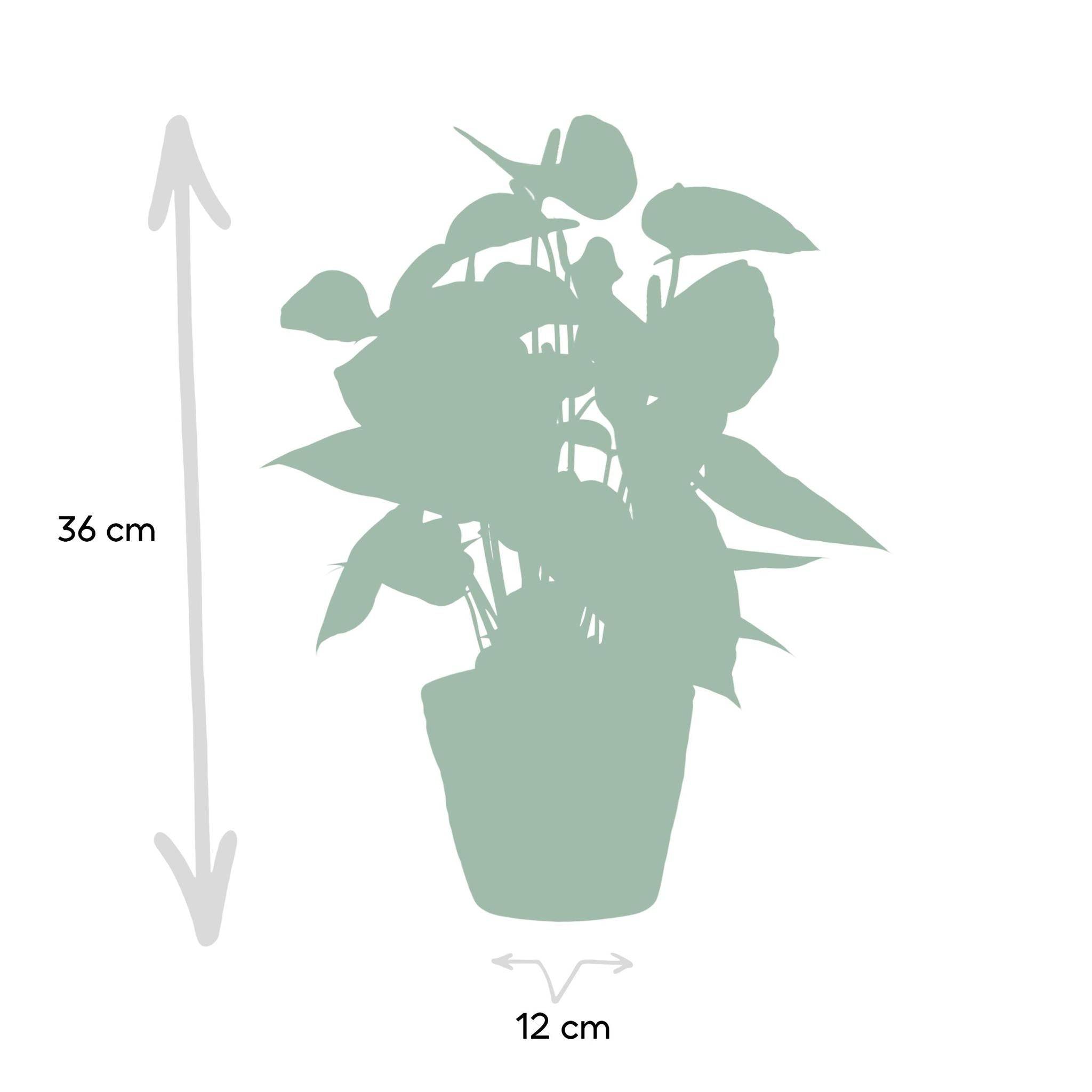 Anthurium andreanum Prince of Orange et son pot- La Green Touch Panier - Hauteur 45cm - Image 4