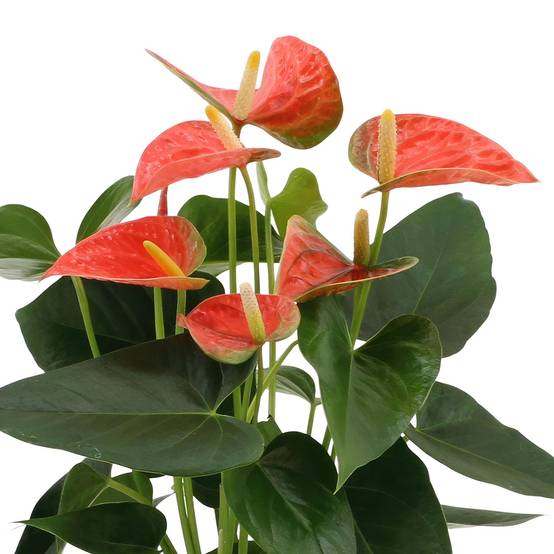 Anthurium andreanum Prince of Orange et son pot- La Green Touch Panier - Hauteur 45cm - Image 3