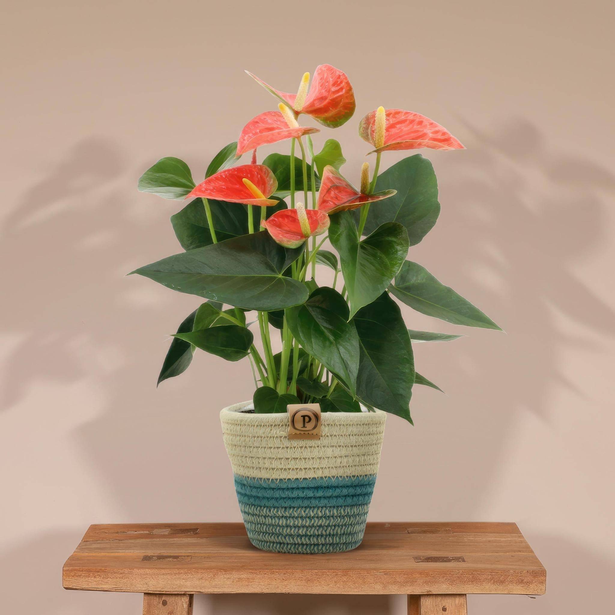 Anthurium andreanum Prince of Orange et son pot- La Green Touch Panier - Hauteur 45cm - Image 2
