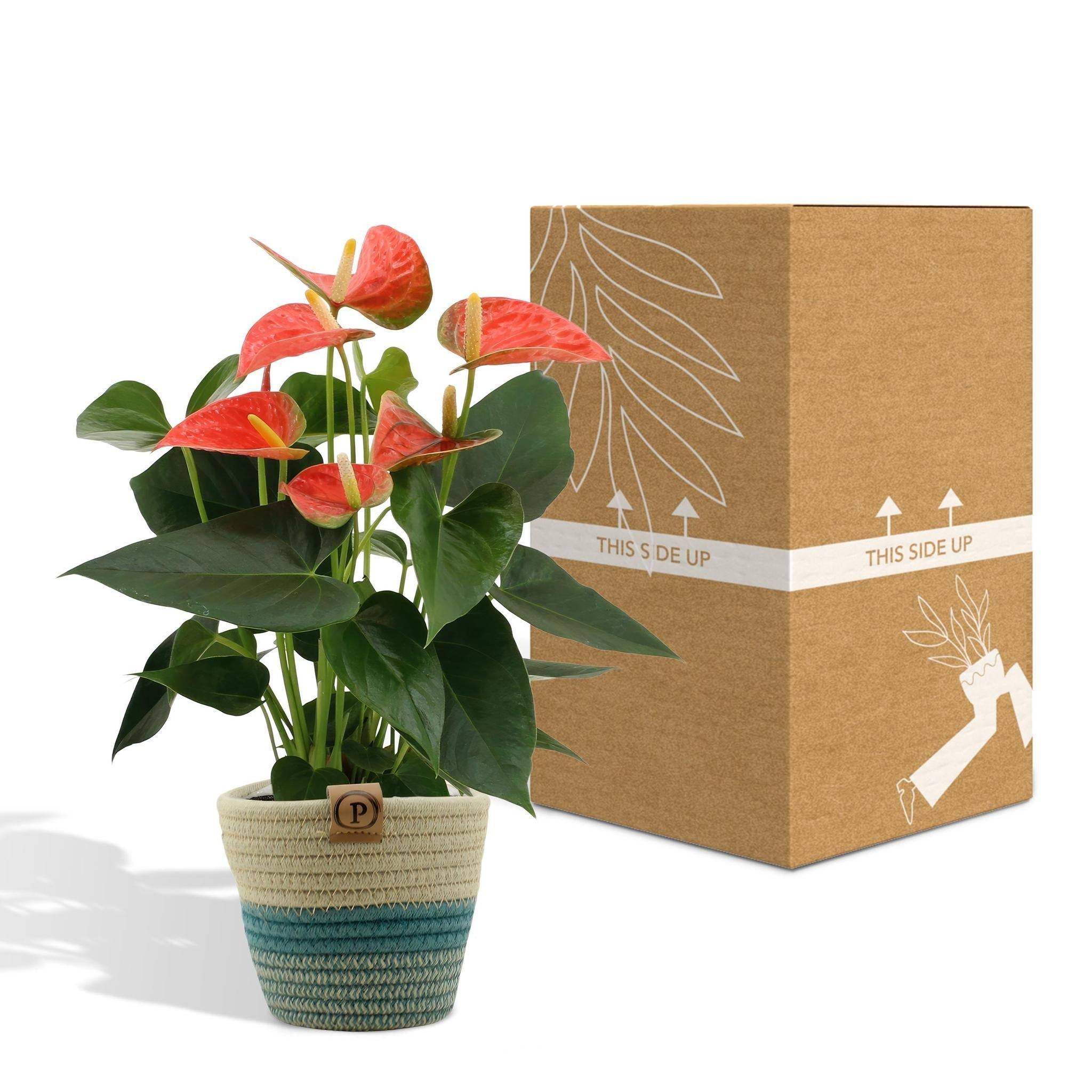Anthurium andreanum Prince of Orange et son pot- La Green Touch Panier - Hauteur 45cm - Image 5