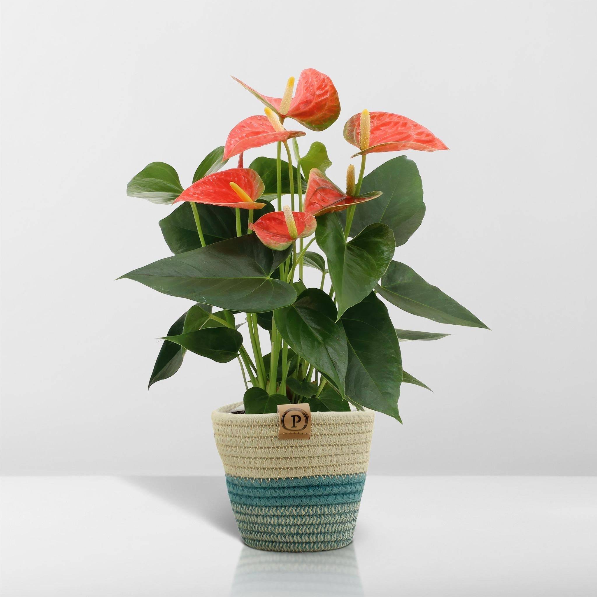 Anthurium andreanum Prince of Orange et son pot- La Green Touch Panier - Hauteur 45cm - Image 6