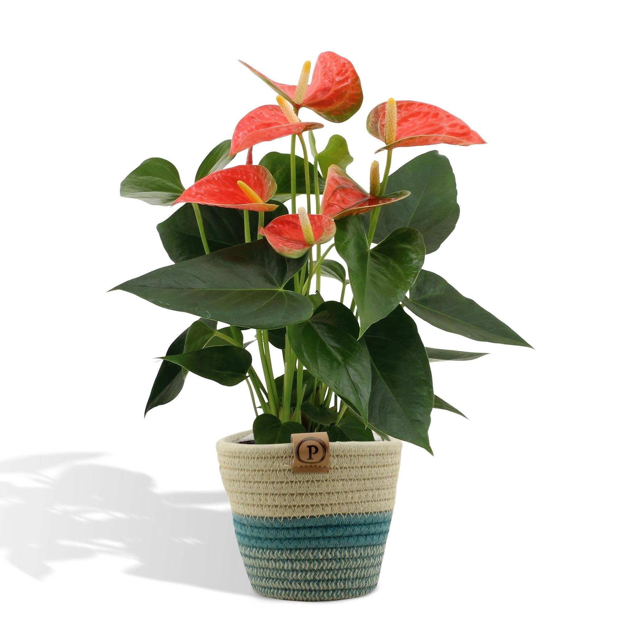 Anthurium andreanum Prince of Orange et son pot- La Green Touch Panier - Hauteur 45cm - Image 1