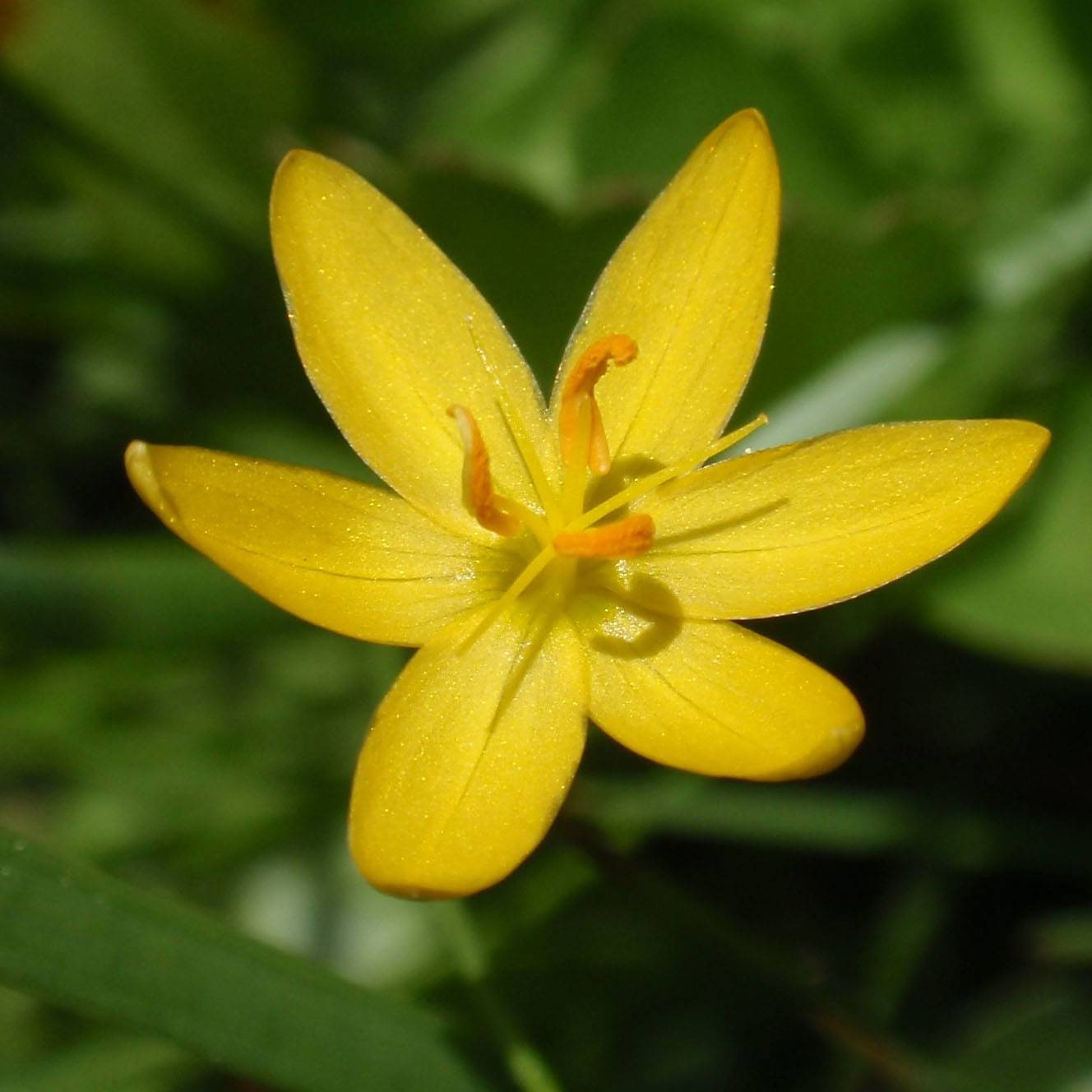 Sisyrinchium californicum - Bermudienne de Californie Godet de 8/9 cm - Image 1