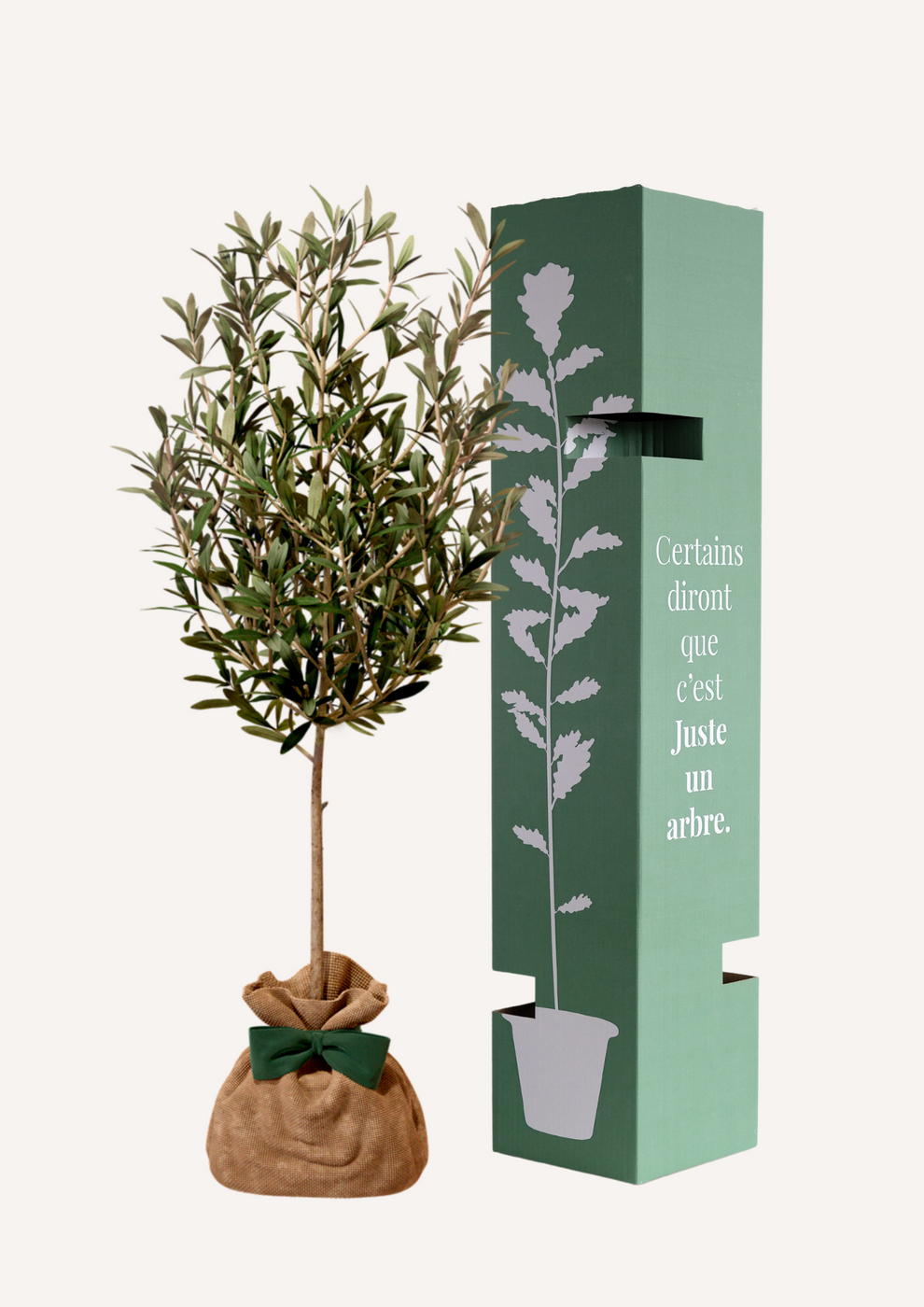 JUSTE UN ARBRE. – Olivier | Cadeau méditerranéen pour naissance, mariage, anniversaire – Arbre résistant, adapté à la culture en pot ou en pleine… - Image 2